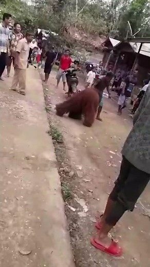 Endangered Orangutan Chillin' With Indonesian Villagers #shorts