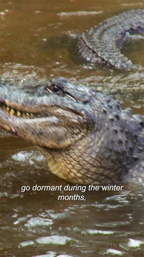 Repairing a lagoon with 40 angry gators 😱 | Untamed