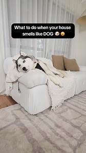 171K views · 316 reactions | Is your home smelling like dog?  ...