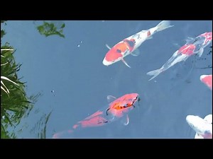 Pond Filters The Key to a Healthy Koi Fish Environment