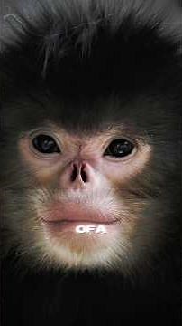 Scientists Ignored This Monkey for 200 Years… Until Now