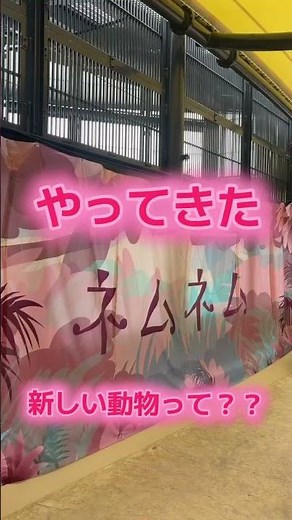 世界三大珍獣が沖縄こどもの国に！ ミニカバ「ネムネム」仲間入り 一般公開は4月下旬から