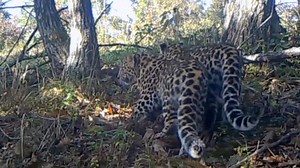 China's tiger, leopard numbers rise with conservation