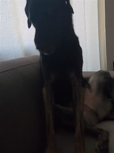 Max has been with us for a week now, he feels more and more at ease and is doing really well in the pack🐾When we cuddle on the couch he always gives his paw❤️#dogsotiktok #dogs #viral #tiktokviralvideo #tiktokviral #fyp #FYP #TikTok #dogsontiktok #dogsvideo #tiktoktrend #foryoupage❤️❤️ #funnydog