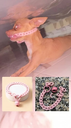 Señor dame paciencia😓🫠💔#perroschihuahuas