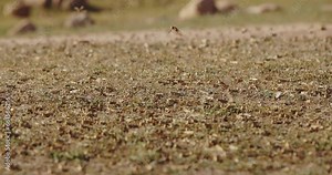 Swarm of locusts, invasion of the locust slow motion. Plain in the highlands. Arashan. Cloud of locusts rises into air alarmed by someone. No vegetation. Natural disaster, catastrophe, pests