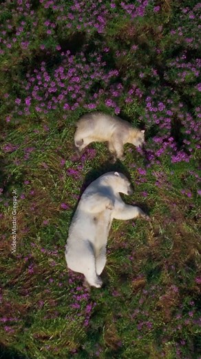 Summers in the Arctic are short, but they can be very colorful. During this time, polar bears will forage for bird eggs and hunt arctic ground squirrels and beluga whales. These playful cubs—captured on film by Martin Gregus Jr —are making the most of the season, and even manage to convince their mother to join in their fun. See the softer side of polar bears in summer: https://on.natgeo.com/4meysoN | National Geographic