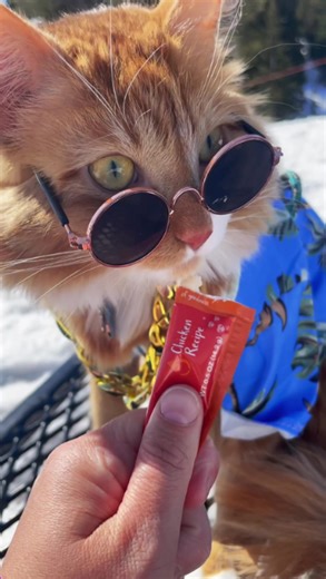 Why snacks make every pet adventure better