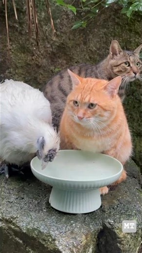 Look at how much you've eaten! You're already burping #cats #viralcatvideo #usa #cat #funnycats #hen