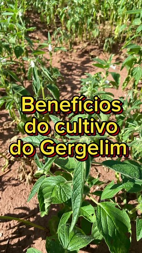 Benefícios do cultivo do Gergelim. . . . #brasil🇧🇷 #agricultura #trabalho #agro #gergelim #hortas