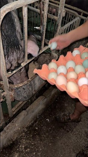 Fresh Eggs for Mama Pig! 👀