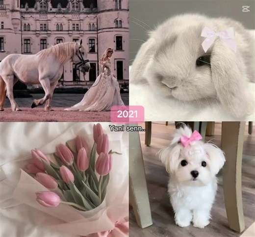 ♪☆Rary☆♪ (@penbis06) adlı kullanıcının orijinal ses - OXO.𝑴𝒆𝒐𝒘 ile oluşturduğu videoları