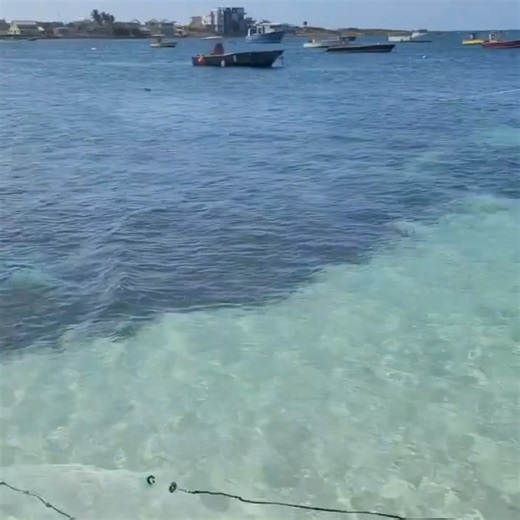 10K views · 155 reactions | Dive into a sea of excitement at Festival...