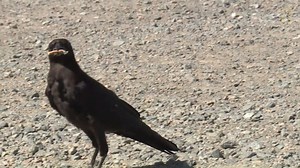 21K views · 462 reactions | These crows have been trained to pick up and dispose of trash in exchange for food. Guess having a "bird brain" is actually a good thing! | National Geographic TV | Facebook