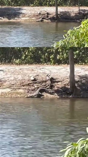 CAN YOU SPOT IT? 🐊 Hidden Florida Gator in Naples! #Shorts #FloridaGator
