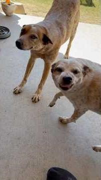 When your inside dog gets put outside for more than 30 seconds 😂