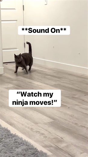 801K views · 7K reactions | Ninja moves  #ninja #catsofinstagram | Baby and Blue | Facebook