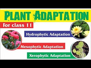Plant Adaptation | Hydrophytic, Mesophytic and Xerophytic Adaptation