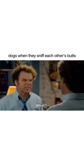 Cheezburger | Did we just become best friends? This Step Brothers scene is every dog interaction. #dogfriends #petmeme #puppylover | Instagram