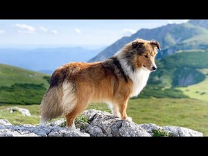 Essential Grooming Practices for Shetland Sheepdogs