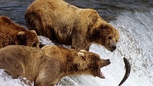 Nature's Great Events: Season 1 Episode 2 The Great Salmon Run