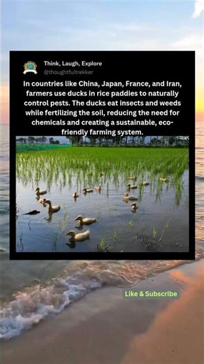Ducks: The Natural Pest Controllers of Rice Fields