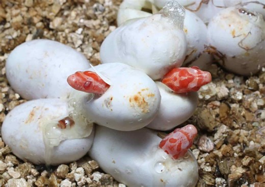 12 Egg-Laying Animals That Show Nature is Weird