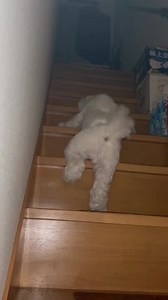 マルチーズが滑った可愛い瞬間｜犬動画ショート