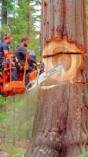 Extreme Logging: Watching This Cut Is Satisfying! #chainsaw#woodworking#treecutting