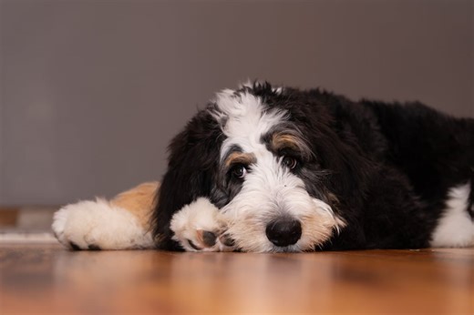 Bernedoodle Dog Breed Profile