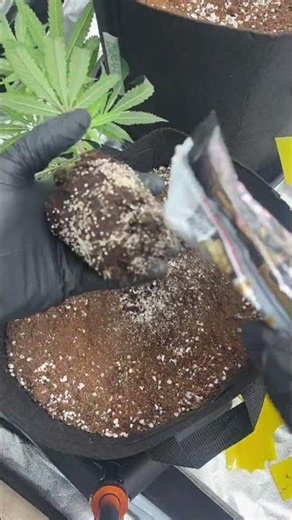 Coco coir transplant (timelapse) with root boost!