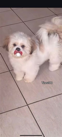 Yiros100: Authentic Greek Yiros Experience