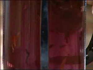 Каркаде напиток Клеопатры. Полезные советы