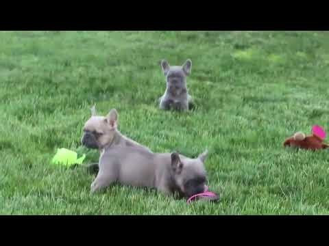 French Bulldog Puppies For Sale