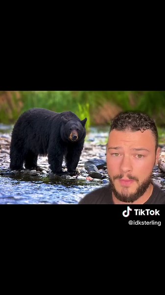 Polar Bears in Their Natural Habitats: A Visual Journey