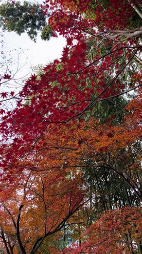 Autumn in Kyoto: A Magical Display of Crimson Maples