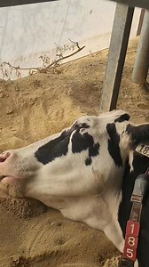 1.5M views · 55K reactions | Literally made me stop in my tracks. Thanks for the heart attack, girl. Glad you're comfortable. | IowaDairyFarmer | Facebook