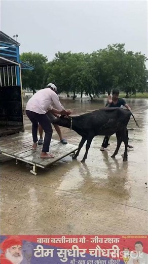 2.7 बारिश में बैठा बीमार हालत में बछड़ा रेस्क्यू कर उपचार के लिए लेकर आए