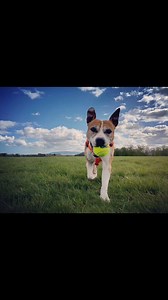 People think of "fetch" as a representation of human-dog play, and indeed a true representation of what a dog is. As humans, we have decided what "play" looks like in a species that are truly excellent players 🙃🙄😳 who can teach us many things about real play and real joy. It's probably not true-play if you can be replaced by a mechanical arm or a hook in the wall... Toy play can certainly be high octane, and while that may not be a great representation of true and healthy play, just how benef