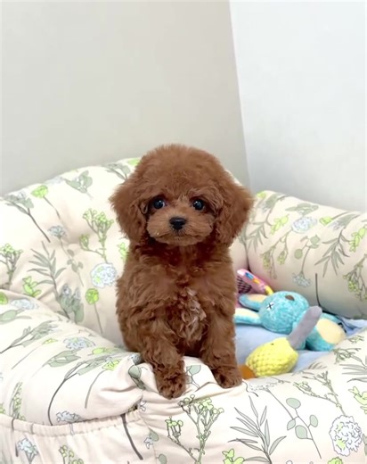 Cute 🥰 #PoodleLife #ToyPoodle