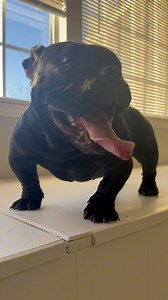 #dogs #puppy Bape Blood | Designer Bully® look at that puppy 🤯 | Tinybeefy Spancy Robinson