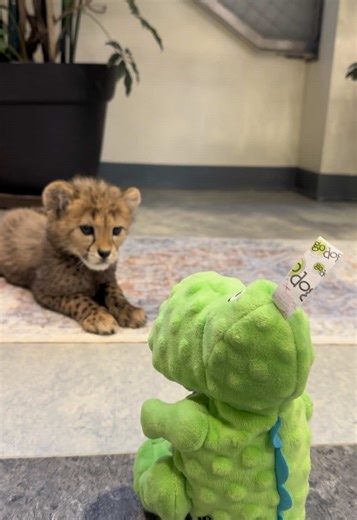 I don’t think she likes dinosaurs 🦖 The cubs are still living down in the nursery at the zoos hospital and at this age get lots of stuffed animals to play with. #enrichment #cheetah #cheetahcubs #dinosaur #cincinnatizoo