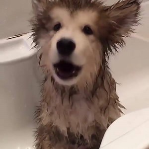 18K views · 53 shares | 나는 가수개~!!! 노래하는 입모양에 심쿵ㅠㅠㅠㅠ | Dingo Pet (딩고 펫) | Facebook