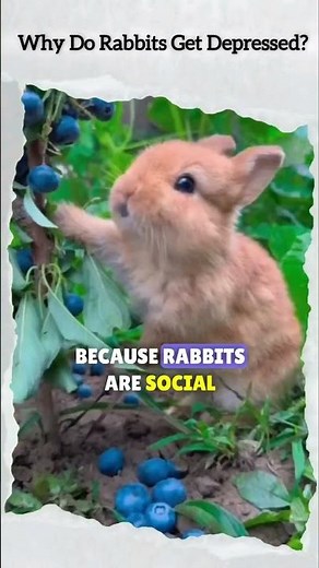 “The Real Reason Rabbits Get Sad — And How to Fix It”