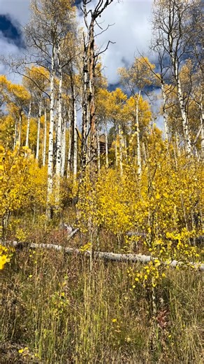 Vail, CO • 8,022 ft. * * * * * * * A perfect couple of days exploring Vail Village, hiking Piney Lake, and reconnecting with old friends. Thank you G (“Zack-before-the-bell Murphy”) @johan_gquest for the laughter and memories from our Ireland days 🇮🇪. Beasley the Beagle gave Vail two paws up — made new friends everywhere we went and absolutely owned those mountain trails. ❤️🐾 Grateful for good company, mountain air, and moments that remind me why I love this road-trip #dog #beagle #adventured