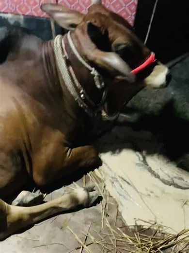 Caring for Your Cow: Resting and Relaxing Techniques