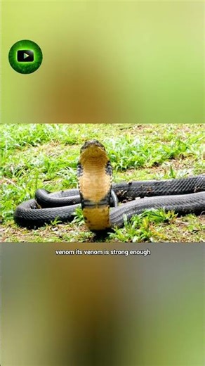 “This Snake Can Kill You in Minutes… King Cobra 😳” #facts