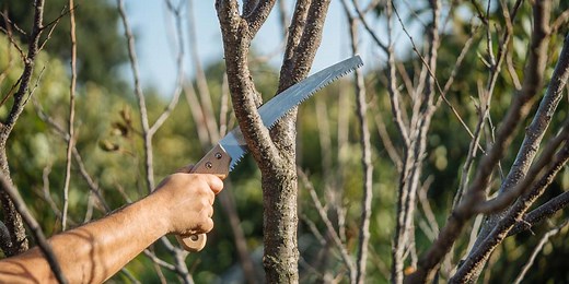 Πότε και πώς γίνεται το κλάδεμα της βερικοκιάς | Τα Μυστικά του Κήπου