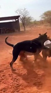 Leopard vs Cane Corso & Rottweiler 😱 Real Fight! #shorts