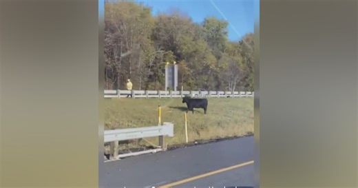 Cow trapped along I-79 median brings rush hour traffic to a standstill
